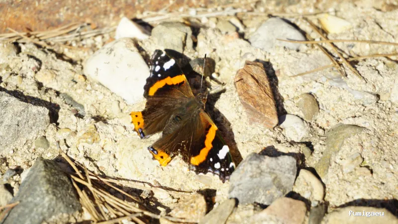 Bolboreta Plagas-Fumigación y Control de Plagas