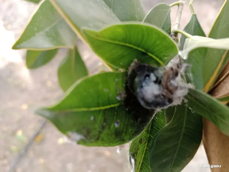 NATURPLAGAS. PLagas , Fumigaciones , Desinfecciones