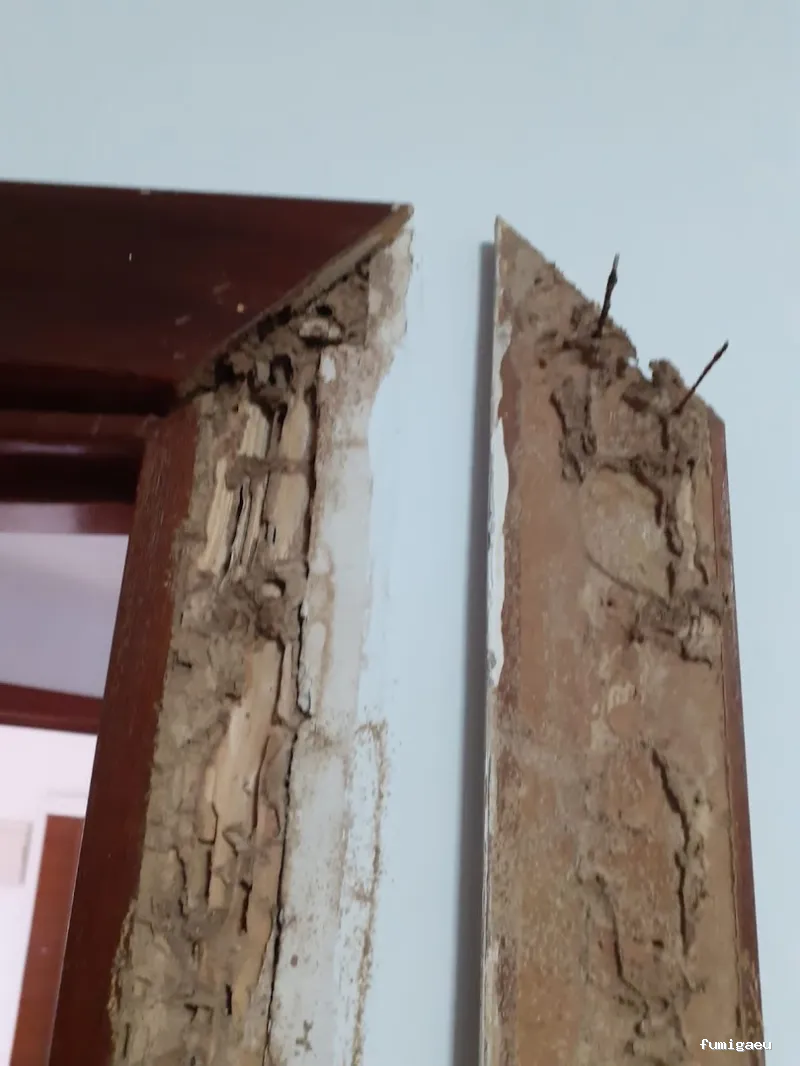 NATURPLAGAS. PLagas , Fumigaciones , Desinfecciones