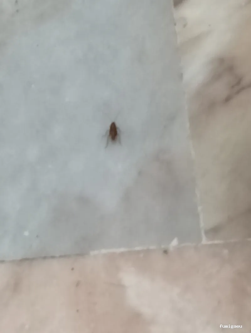 NATURPLAGAS. PLagas , Fumigaciones , Desinfecciones