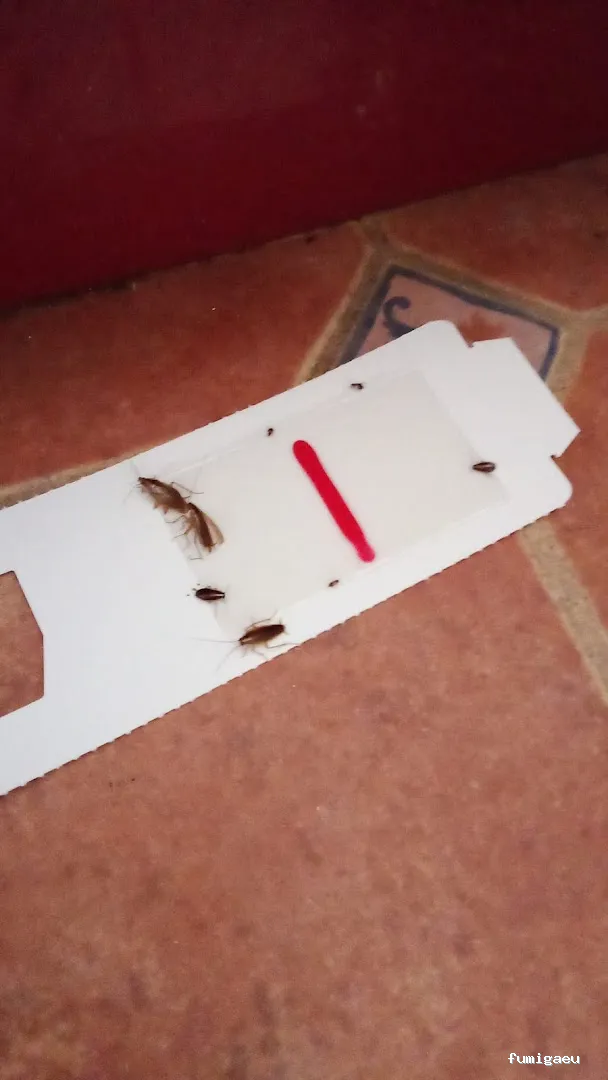 NATURPLAGAS. PLagas , Fumigaciones , Desinfecciones