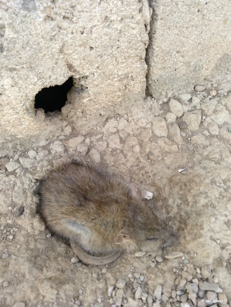 NATURPLAGAS. PLagas , Fumigaciones , Desinfecciones