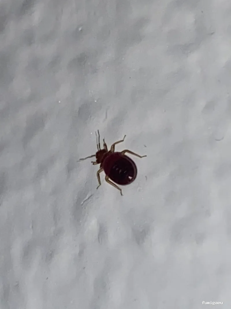 NATURPLAGAS. PLagas , Fumigaciones , Desinfecciones