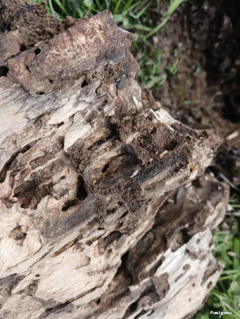 NATURPLAGAS. PLagas , Fumigaciones , Desinfecciones