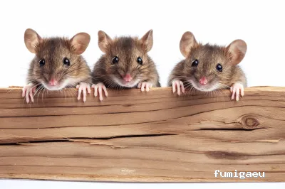 Sky Control de Plagas en Valencia