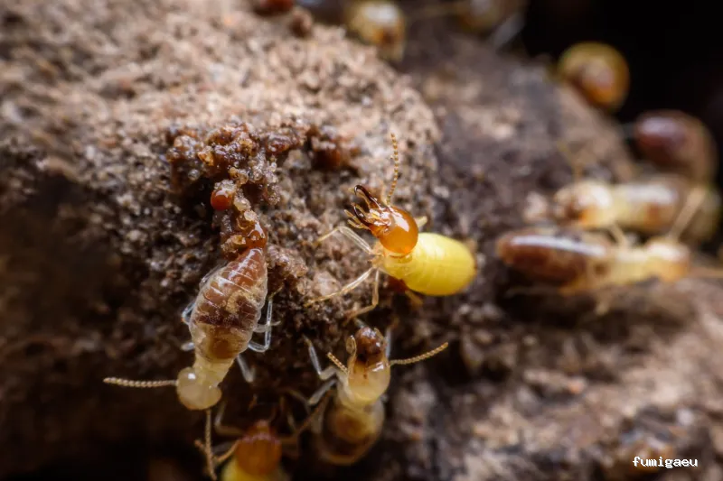 Sky Control de Plagas en Valencia