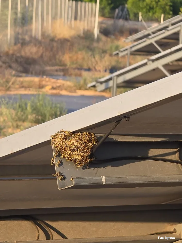 Sky Control de Plagas en Valencia