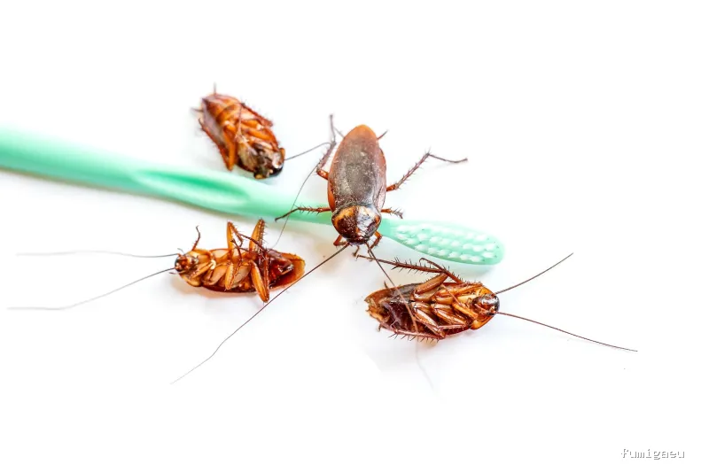 Sky Control de Plagas en Valencia