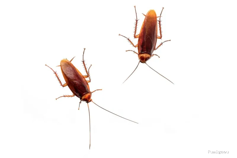 Sky Control de Plagas en Valencia