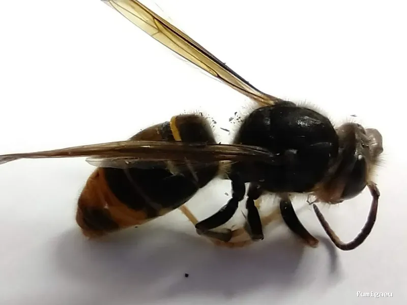 SAC - Antiplagues de Catalunya, S.L.