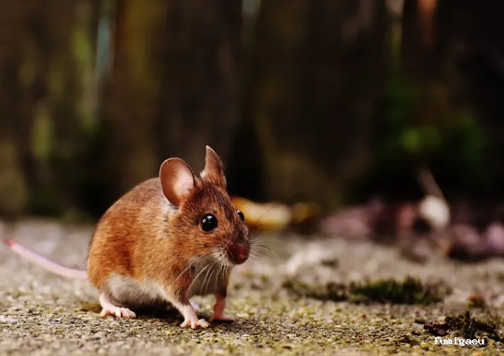 Hisal. Control de plagas Almería. Empresa de fumigación.