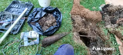 Desokuplagas - Control de Plagas Sevilla