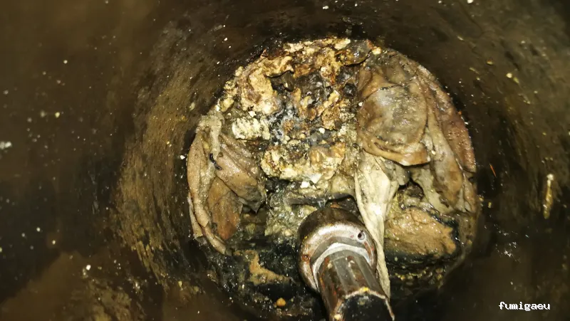 Desokuplagas - Control de Plagas Sevilla