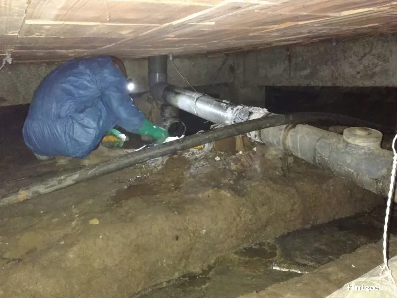 Desokuplagas - Control de Plagas Sevilla