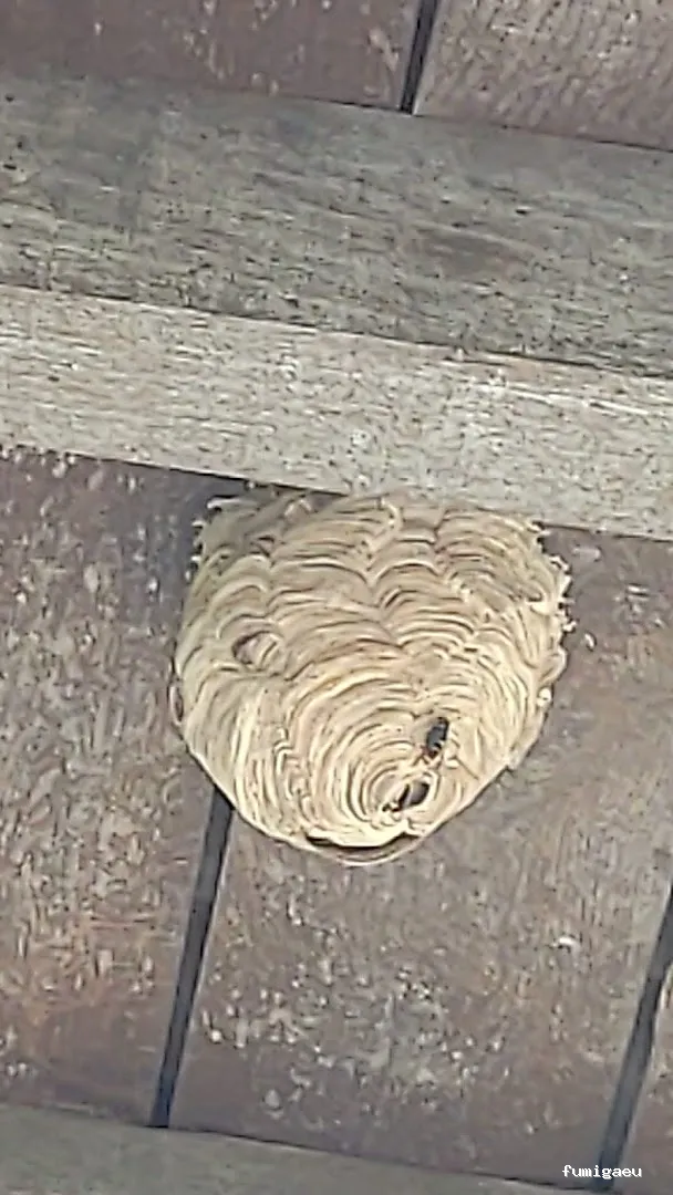 Coplana | Control de Plagas y Tratamiento Carcoma