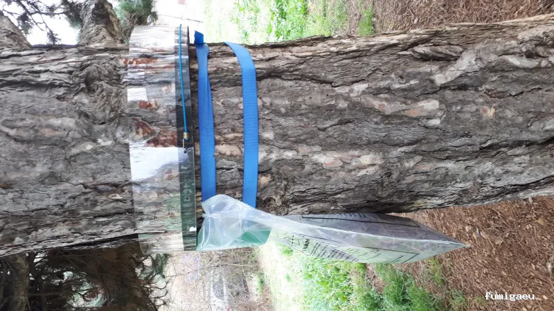 Coplana | Control de Plagas y Tratamiento Carcoma