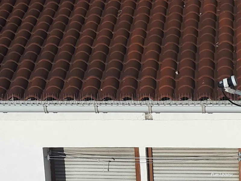 Coplana | Control de Plagas y Tratamiento Carcoma