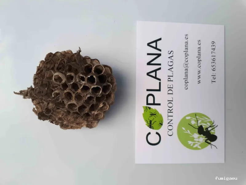 Coplana | Control de Plagas y Tratamiento Carcoma