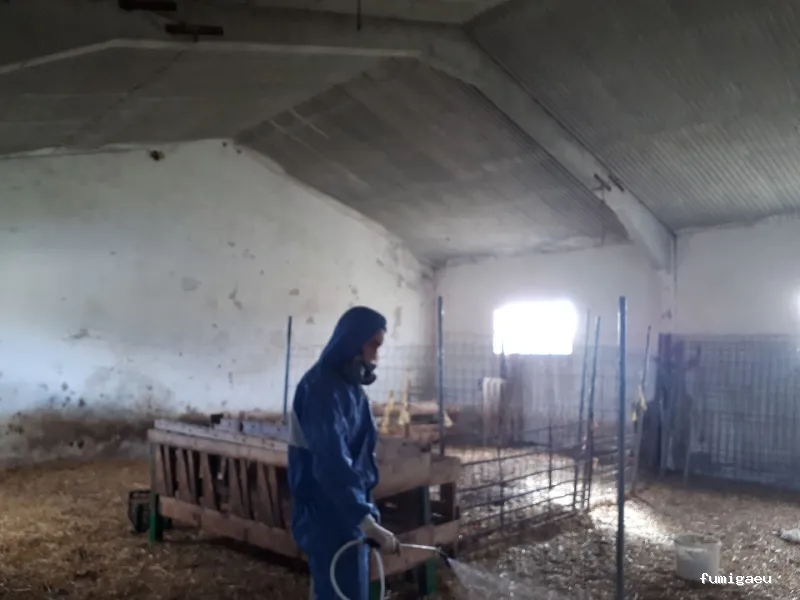 Coplana | Control de Plagas y Tratamiento Carcoma