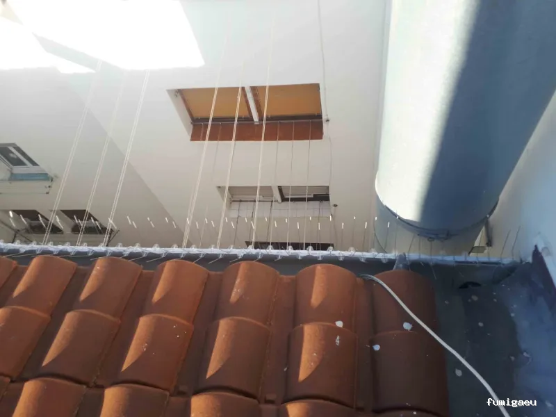 Coplana | Control de Plagas y Tratamiento Carcoma