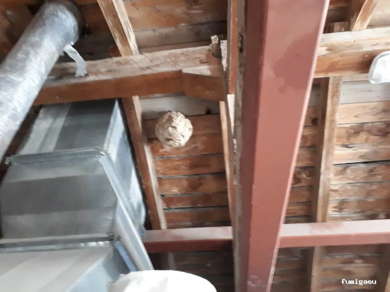 Coplana | Control de Plagas y Tratamiento Carcoma