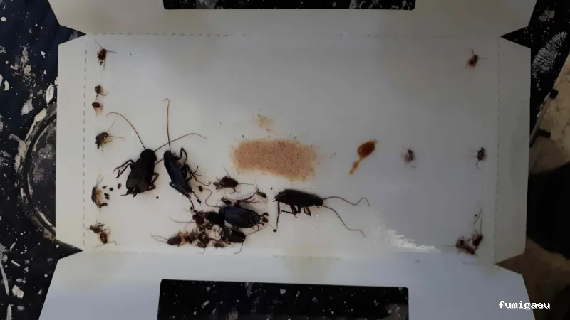 Coplana | Control de Plagas y Tratamiento Carcoma