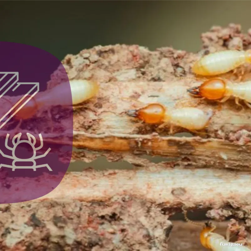 FUMIPLAGAS CANARIAS 2021 S L