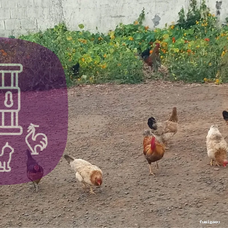 FUMIPLAGAS CANARIAS 2021 S L