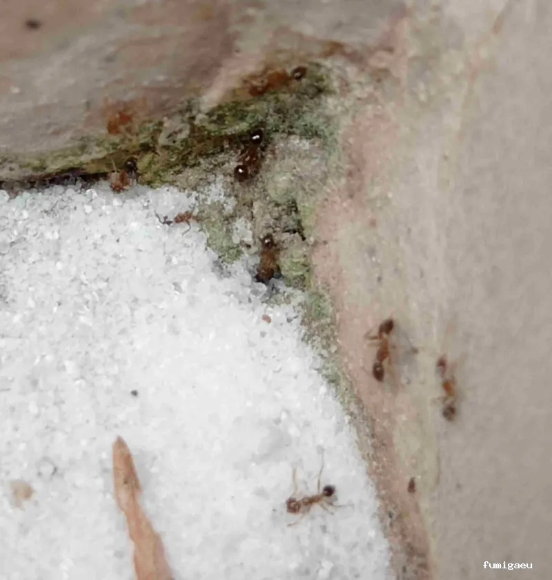 Queen Bee Control De Plagas