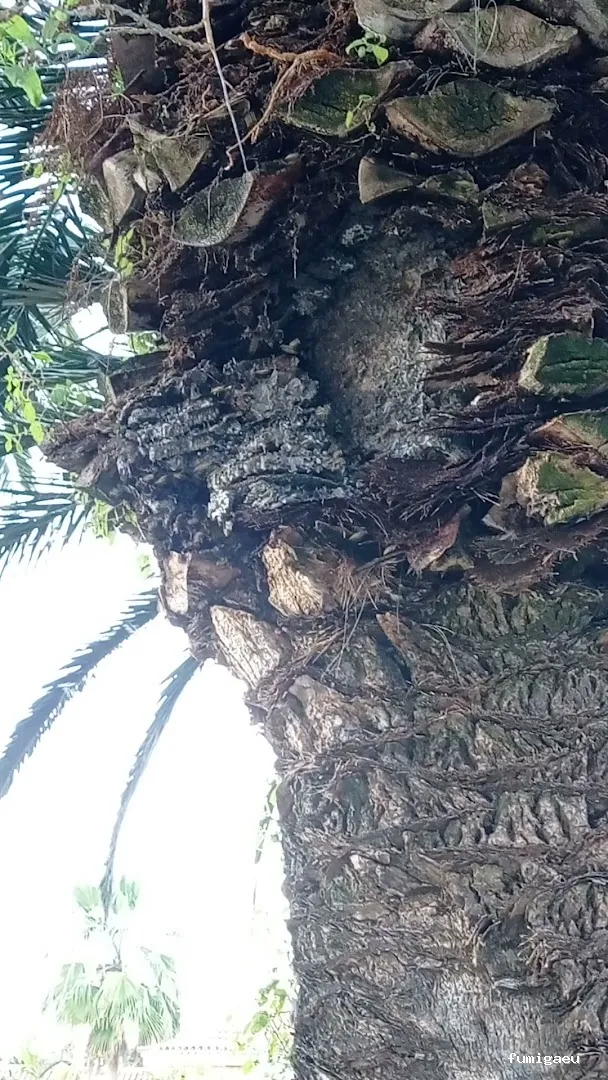 Queen Bee Control De Plagas