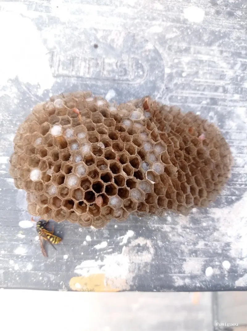 Queen Bee Control De Plagas