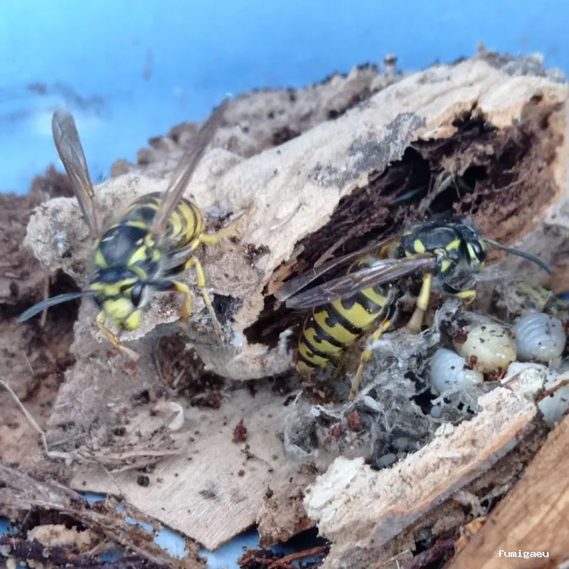 Queen Bee Control De Plagas