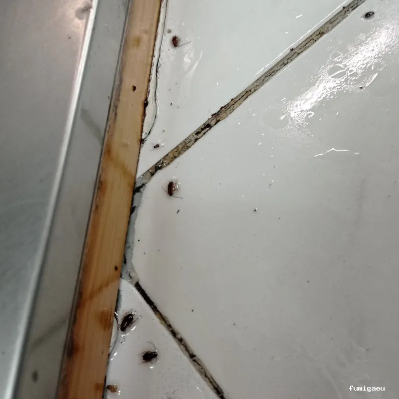 Queen Bee Control De Plagas