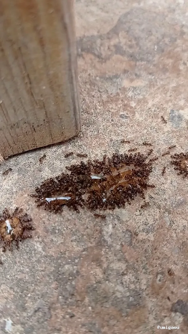 Queen Bee Control De Plagas