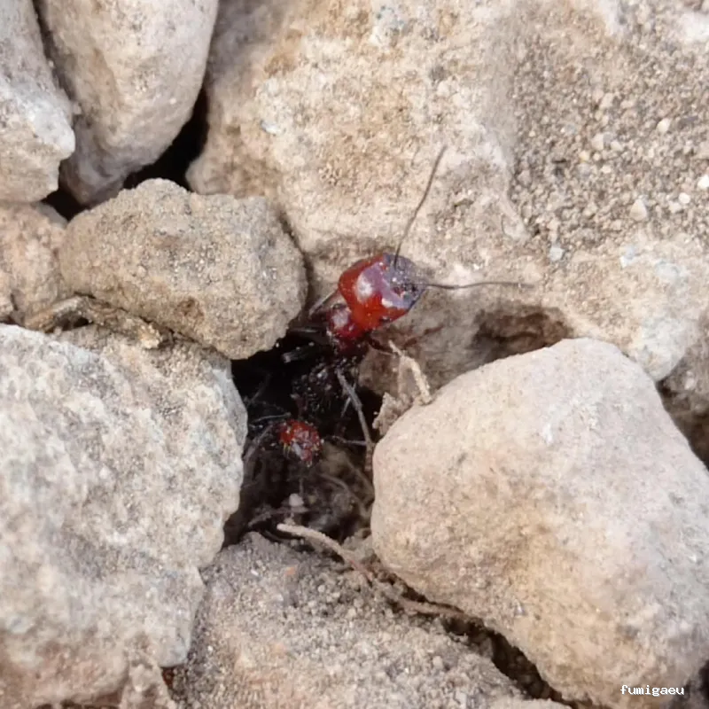 Queen Bee Control De Plagas