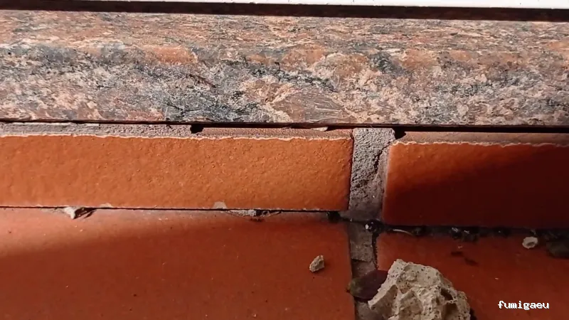 Queen Bee Control De Plagas