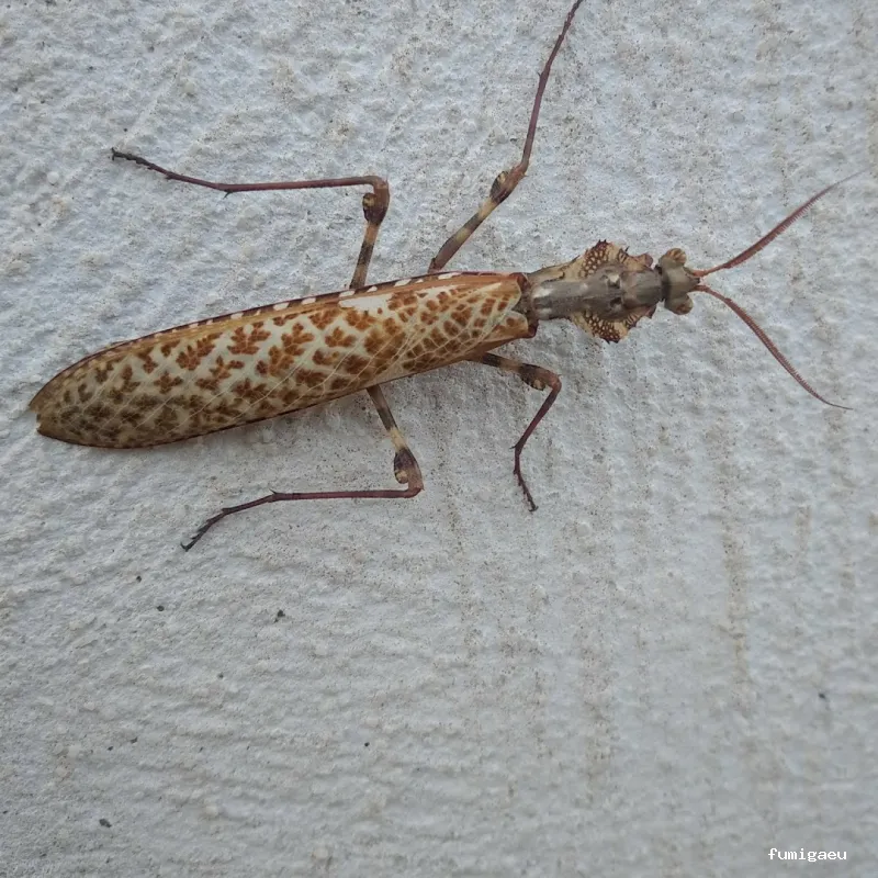 Queen Bee Control De Plagas