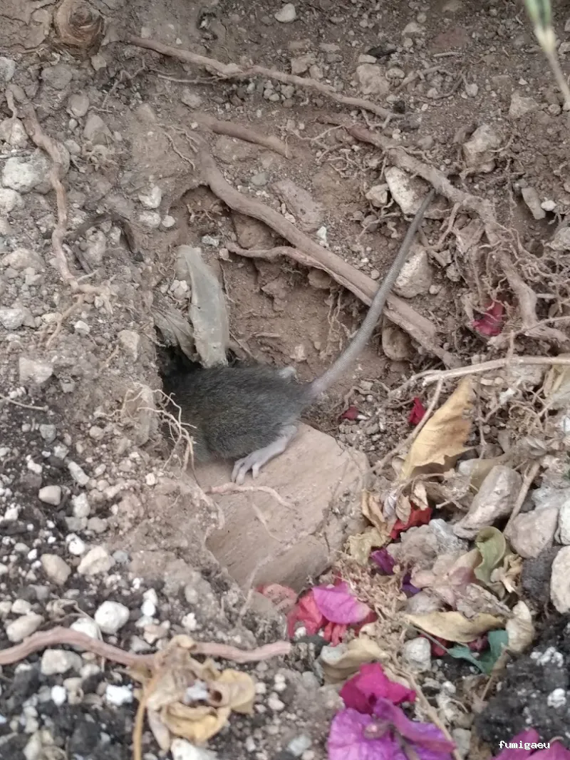 Queen Bee Control De Plagas