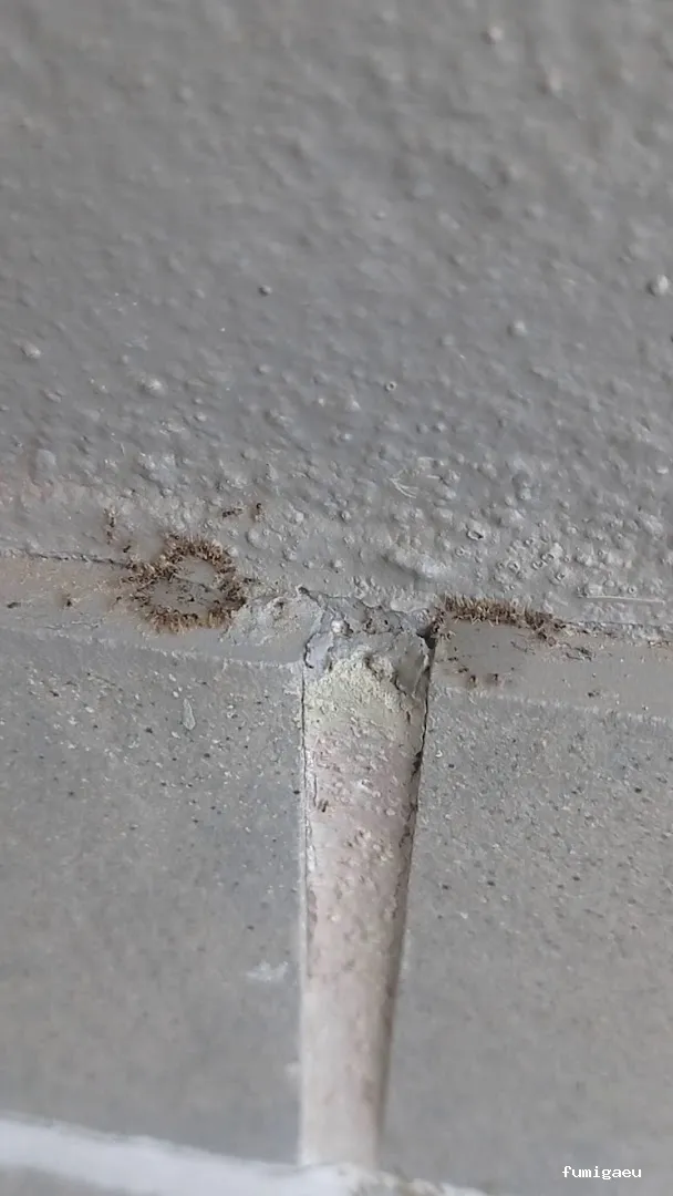 Queen Bee Control De Plagas