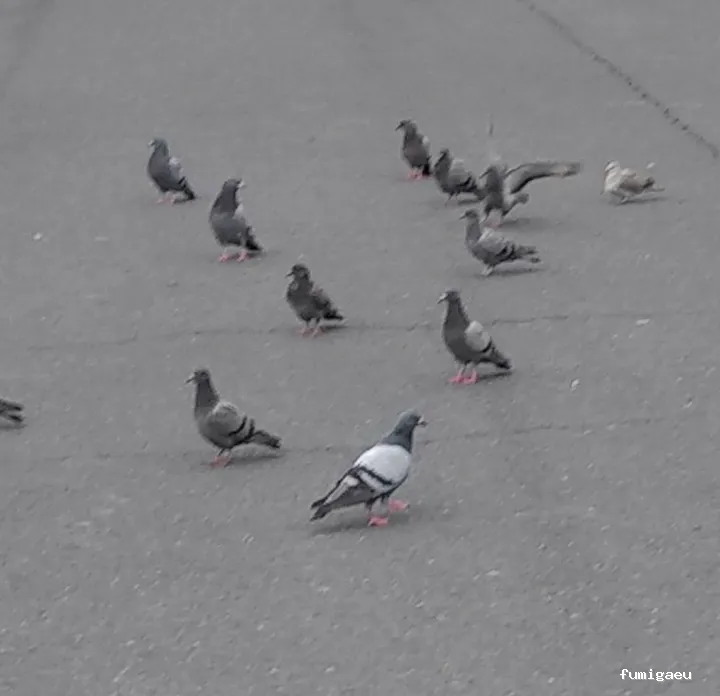 Queen Bee Control De Plagas