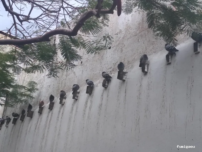 Queen Bee Control De Plagas