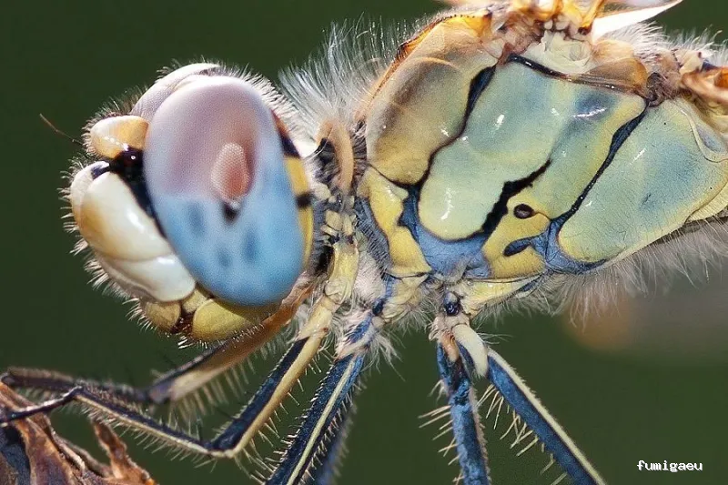 Queen Bee Control De Plagas