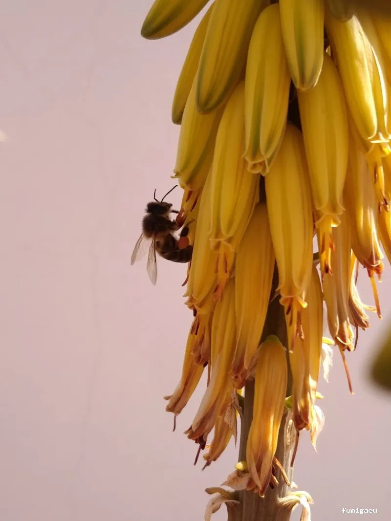 Queen Bee Control De Plagas