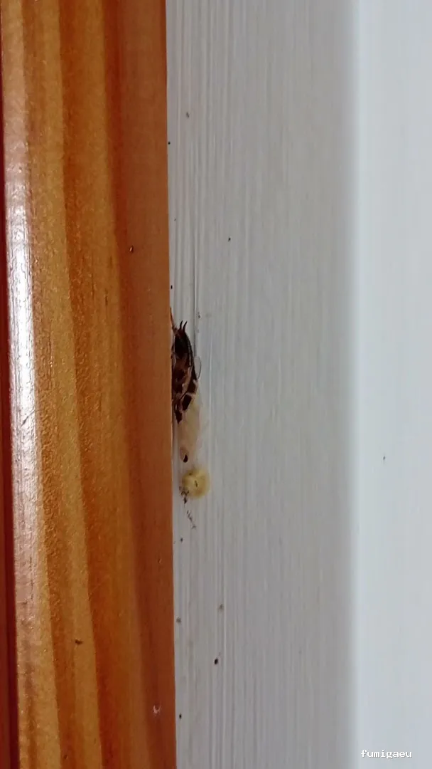 Queen Bee Control De Plagas