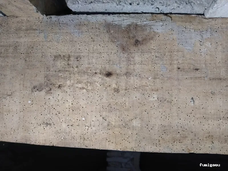 Naturcontrol. Control de plagas Pamplona