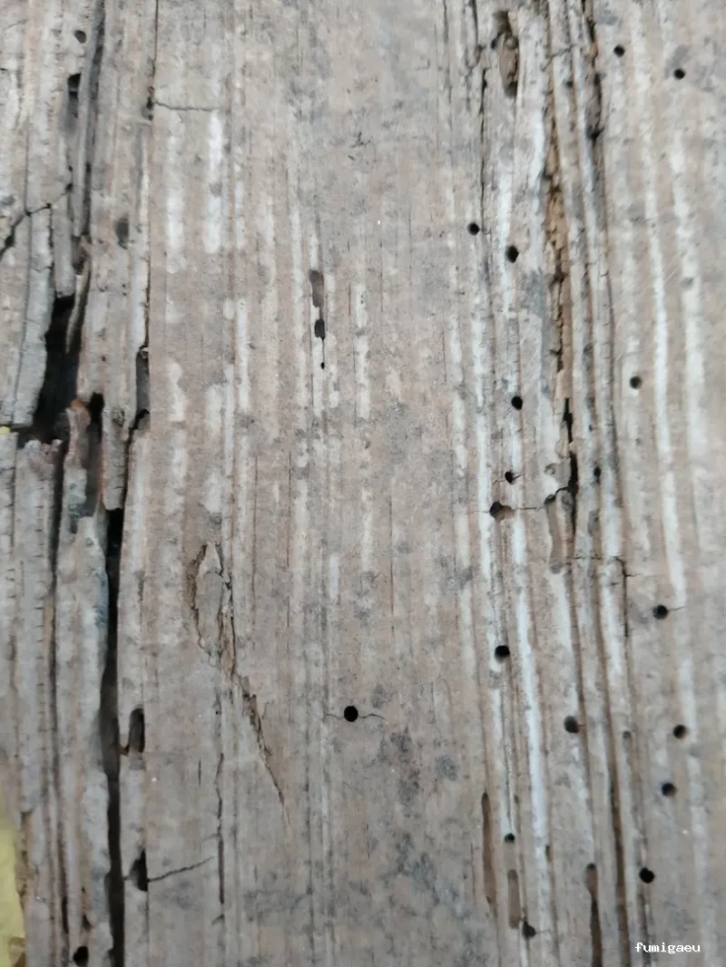 Naturcontrol. Control de plagas Pamplona