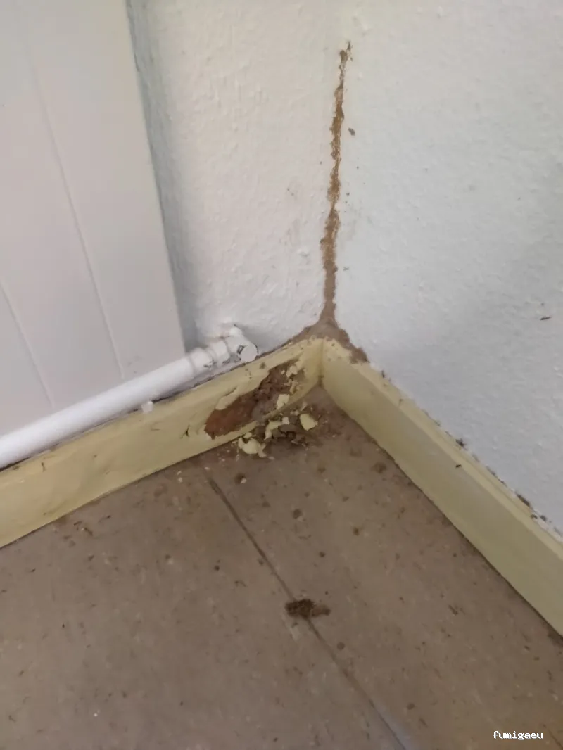 Naturcontrol. Control de plagas Pamplona