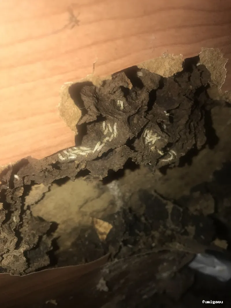 DICCO CONTROL DE PLAGAS