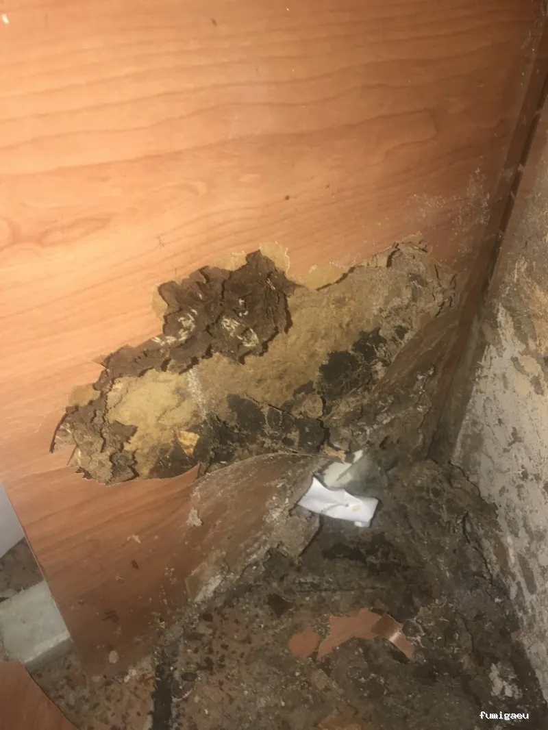 DICCO CONTROL DE PLAGAS