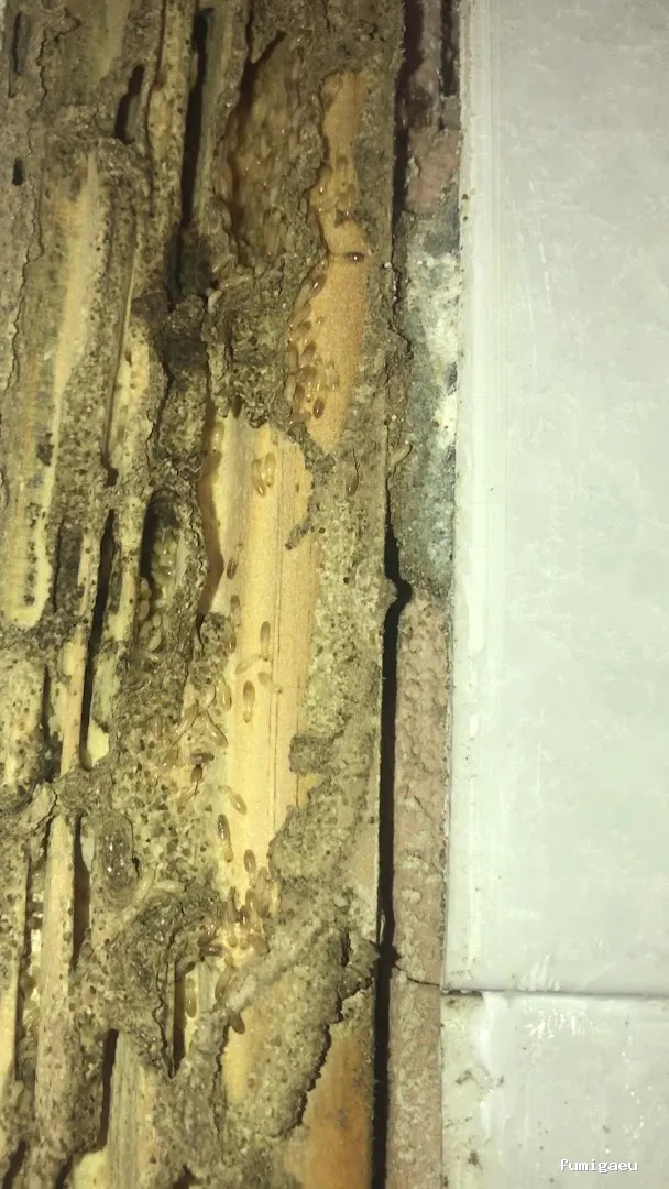 DICCO CONTROL DE PLAGAS